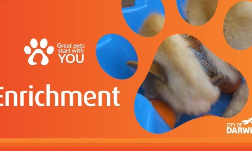 Enrichment for dogs