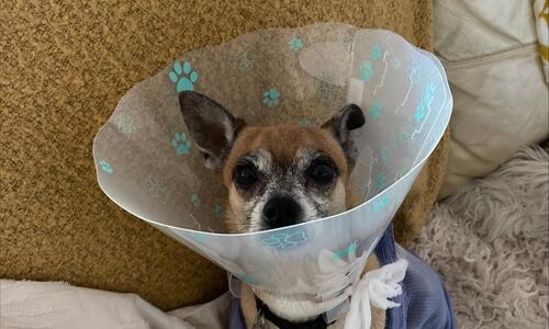 dog on couch after desexing surgery