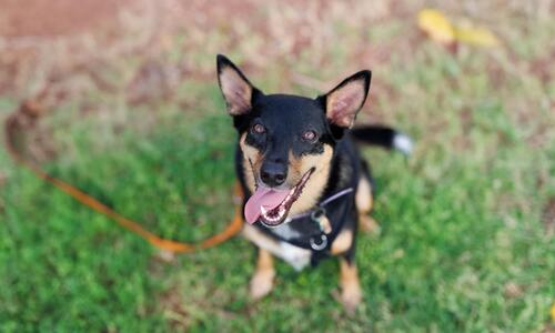 City of Darwin has partnered with Pawsitive K9 Behaviour to deliver a series of workshops to help residents better understand the needs of their pets and correct nuisance behaviours
