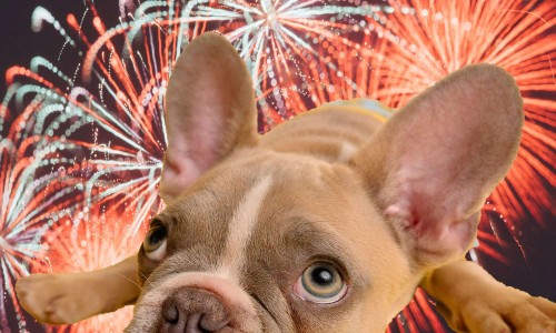 Dogs and fireworks
