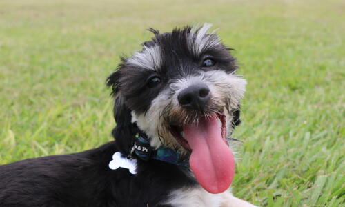 Smiling happy dog lying in grass