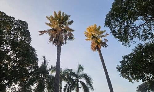 gebang Palms