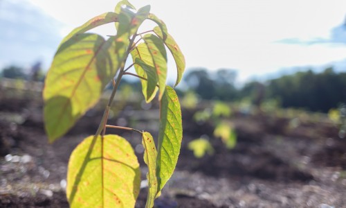 Planting