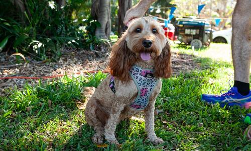 City of Darwin is reminding pet owners that annual animal registration renewals are due soon, with all dogs and cats required to be registered by 1 September 2026