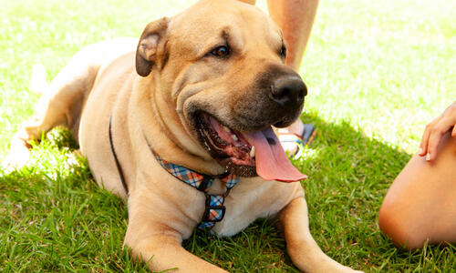 City of Darwin is helping residents strengthen the bond with their pets through a series of free behaviour workshops 