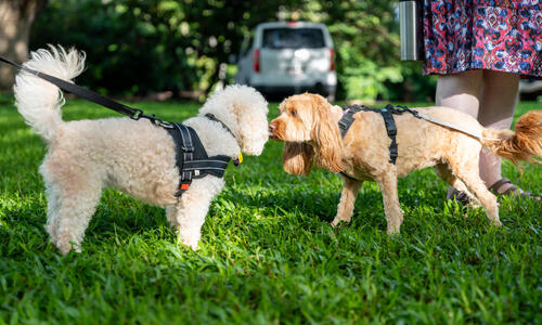 Coffee Sessions – Let’s talk about pets 