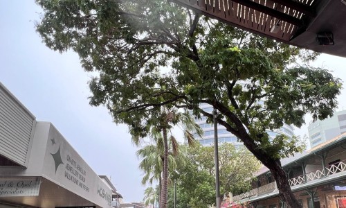 Tree removal Smith Street Mall