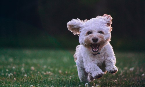 Dog Recall