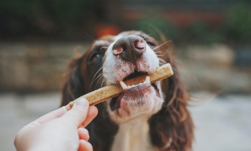 Dog food enrichment