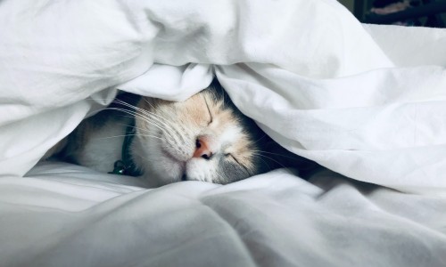 Cat hiding and resting