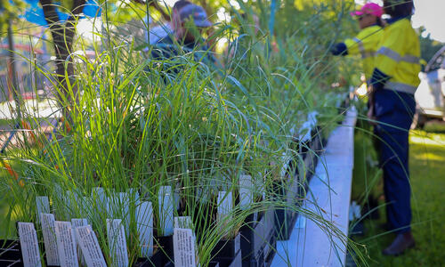 City of Darwin’s popular native plant giveaway returns on Saturday 12 April at Jingilli Watergardens