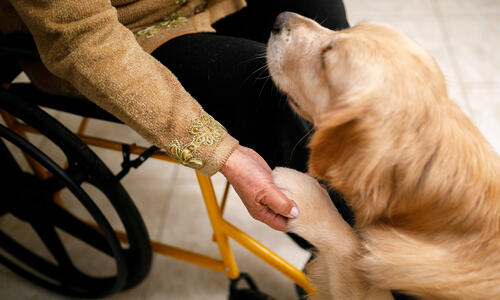 person in wheelchair holding a dogs paw