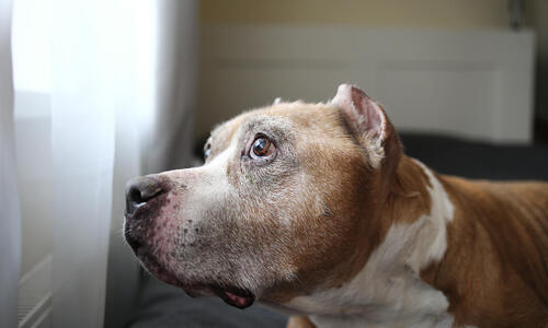 scared dog looking out window