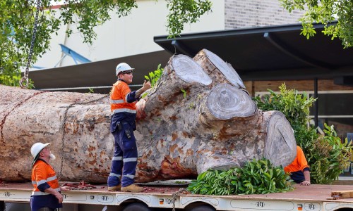 tree removal