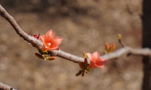 City of Darwin - News article - Darwin’s Floral Emblem Rediscovered