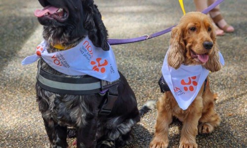 City of Darwin - News article - City Dog Park A Furry Step Closer