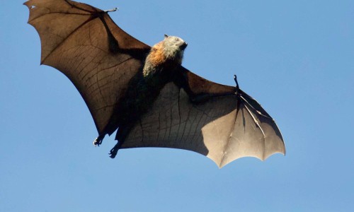 City of Darwin - News article - Get Batty about Bats