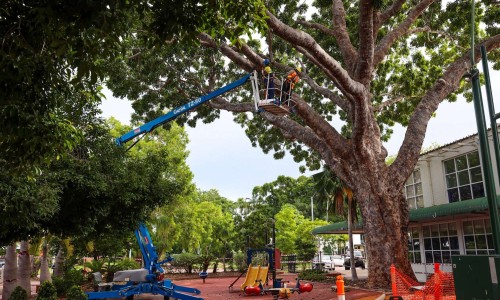City of Darwin - News article - Nightcliff Village Tree Removal