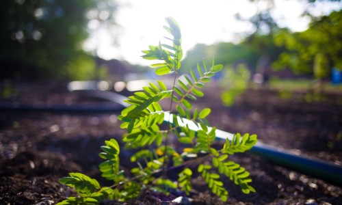City of Darwin - News article - Council Backs Experts and Funds for Tree Management