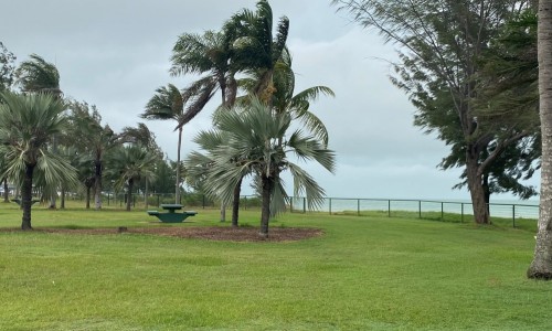 City of Darwin - Project - Nightcliff Foreshore Replanting