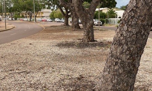City of Darwin - Project - Bradshaw Terrace Stage 2 Landscaping