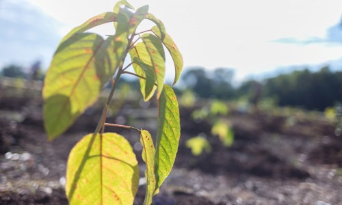 City of Darwin - Project - Replanting Darwin