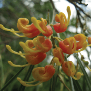 kangaroo paw flowers at east point